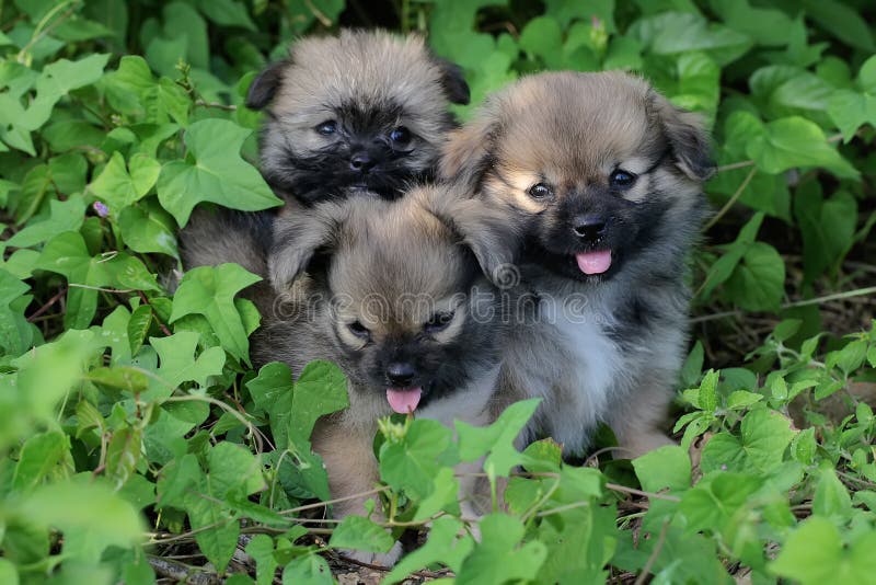 Trois Bebe Chihuahua Avec Une Expression Mignonne Photo Stock Image Du Canin Pelouse Trois Bebe Chihuahua Avec Une Expression Mignonne Photo Stock Image Du Canin Pelouse