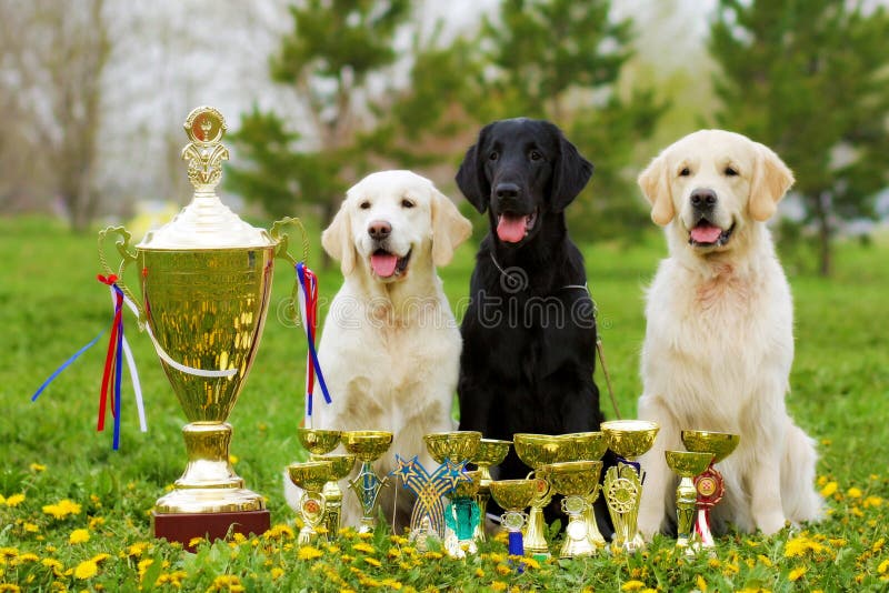 Trois beaux chiens labrador retriever et deux d'animal de race d'or photos stock Trois beaux chiens labrador retriever et deux d'animal de race d'or photos stock