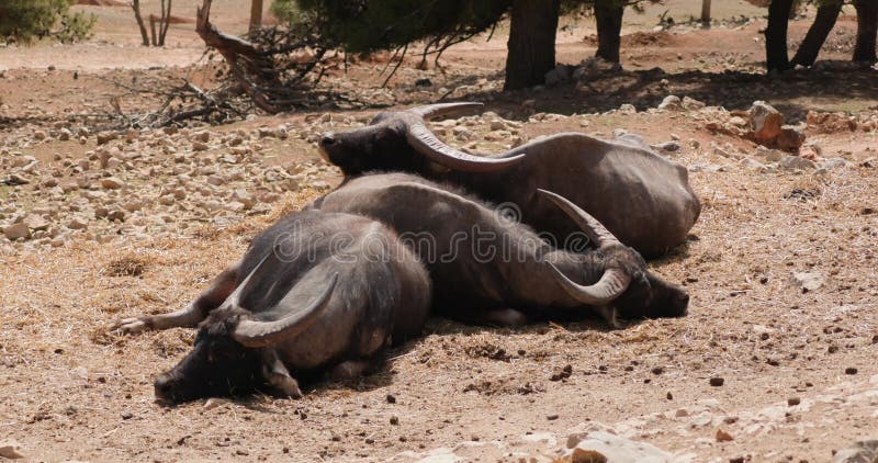 Trois buffles d'eau asiatiques couchés l'un sur l'autre en douceur ralenti 120 fps banque de vidéos