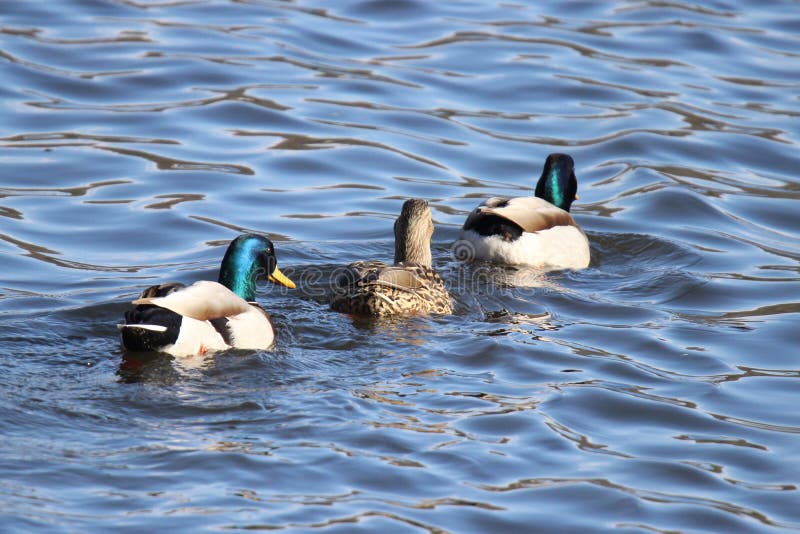 Les trois canards image stock. Image du enfance, groupe - 7885899