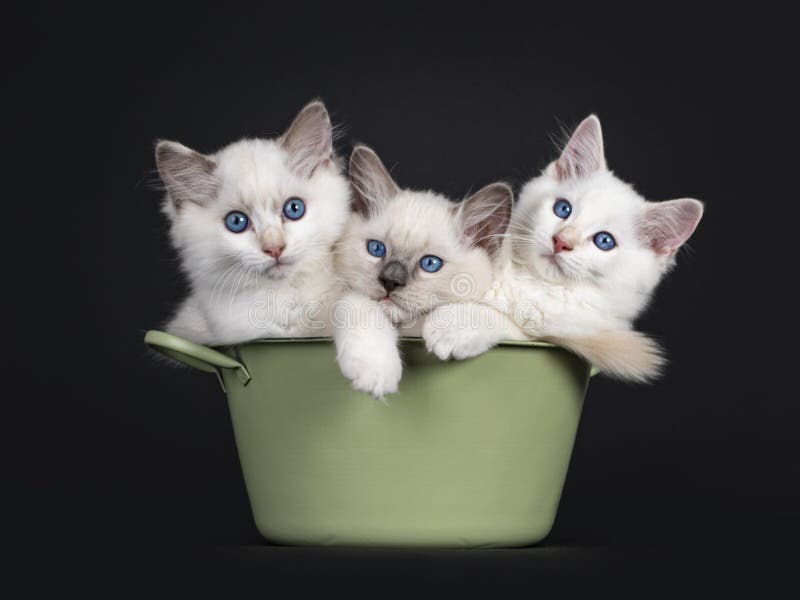 Groupe De Trois Chatons Solides Tigres Noirs Bleus De Chat De Maine Coon Sur Le Fond Blanc Photo Stock Image Du Solide Siblings