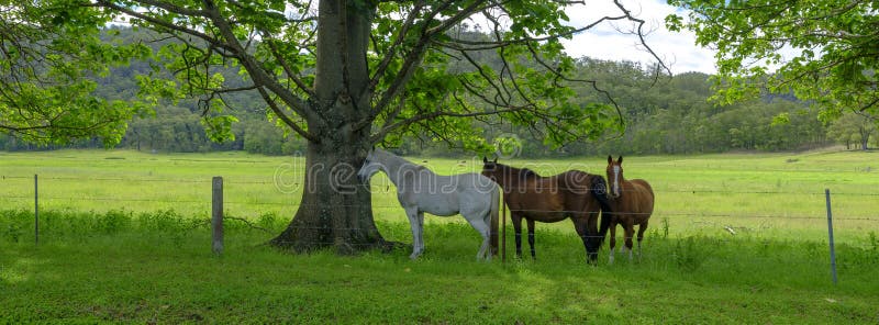 Trois chevaux à la nuance dans un domaine sur la grande route du nord entre le ferry de Wiseman et le Bucketty, parc national de photos stock Trois chevaux à la nuance dans un domaine sur la grande route du nord entre le ferry de Wiseman et le Bucketty, parc national de photos stock