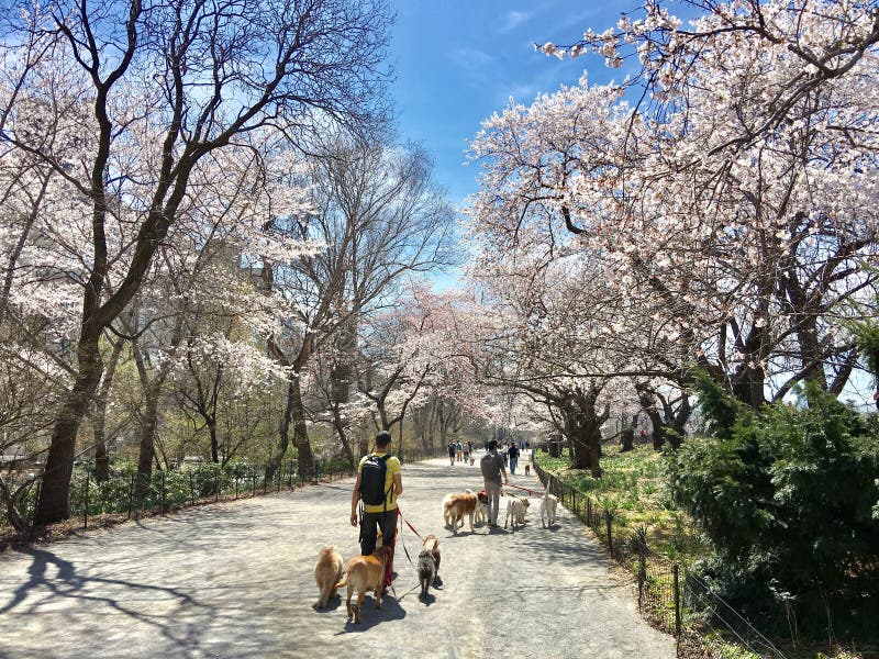 Trois chiens pour deux personnes un sakuura d'avril de chiens de la personne trois dans l'arbre de Central Park de New York images stock Trois chiens pour deux personnes un sakuura d'avril de chiens de la personne trois dans l'arbre de Central Park de New York images stock