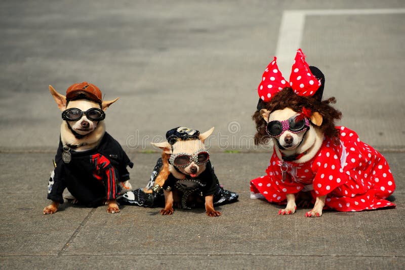 Trois chiens à la mode (chiwawas) images libres de droits