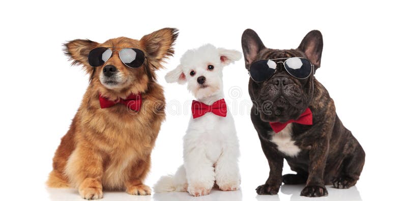 Trois chiens élégants de différentes races portant les lunettes de soleil et la BO images libres de droits Trois chiens élégants de différentes races portant les lunettes de soleil et la BO images libres de droits