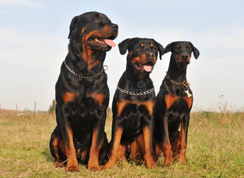 Trois crabots de dispositif protecteur photos stock Trois crabots de dispositif protecteur photos stock
