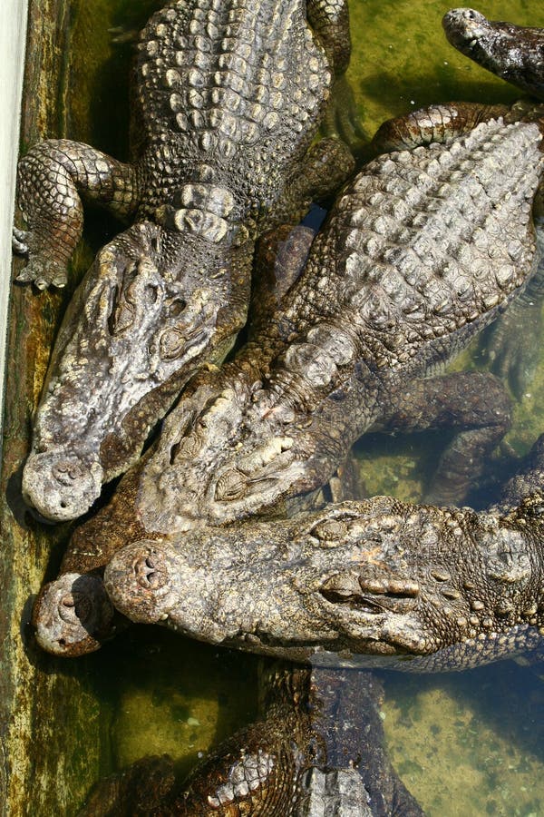 Trois crocodiles photo stock Trois crocodiles photo stock