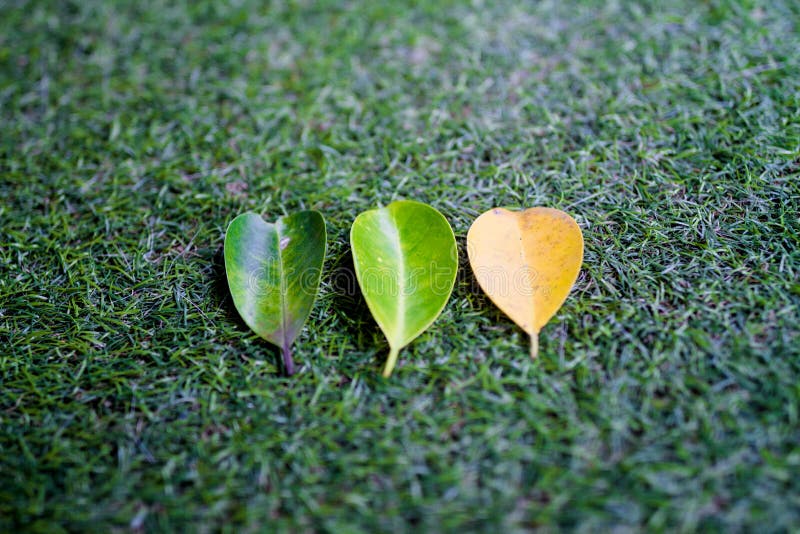 Trois feuilles sur l'herbe artificielle image libre de droits Trois feuilles sur l'herbe artificielle image libre de droits