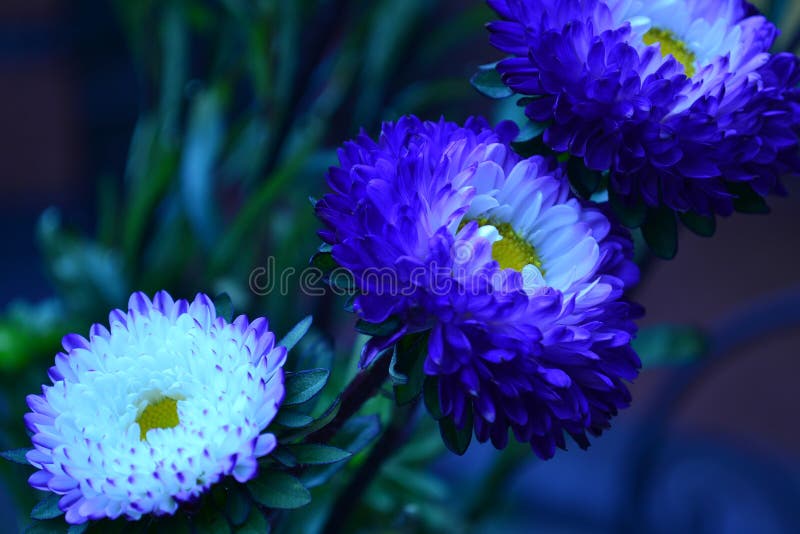 Trois fleurs bleues image libre de droits Trois fleurs bleues image libre de droits