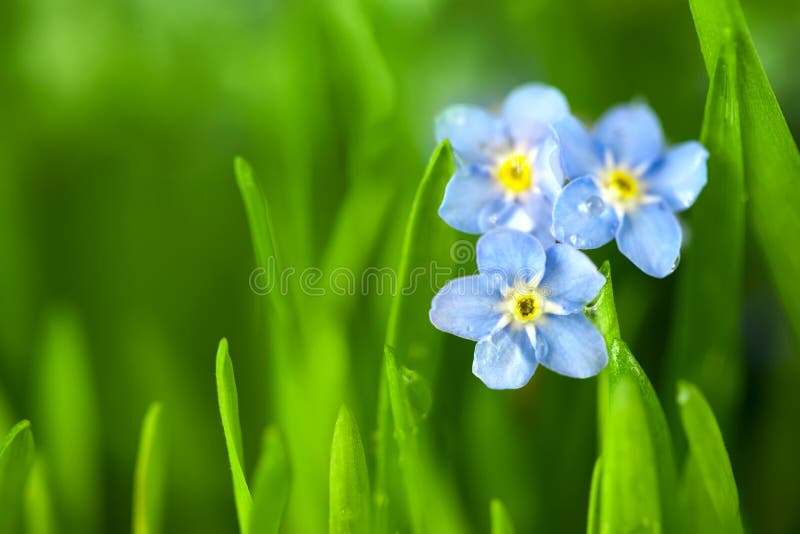 Trois fleurs bleues de myosotis des marais/instruction-macro