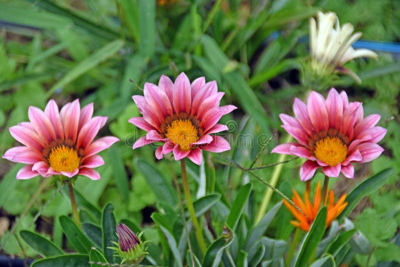 Trois fleurs de jardin dans la couleur rouge et rose sur le fond vert photo libre de droits Trois fleurs de jardin dans la couleur rouge et rose sur le fond vert photo libre de droits