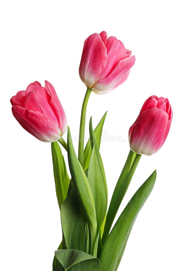 Trois fleurs roses photographie stock