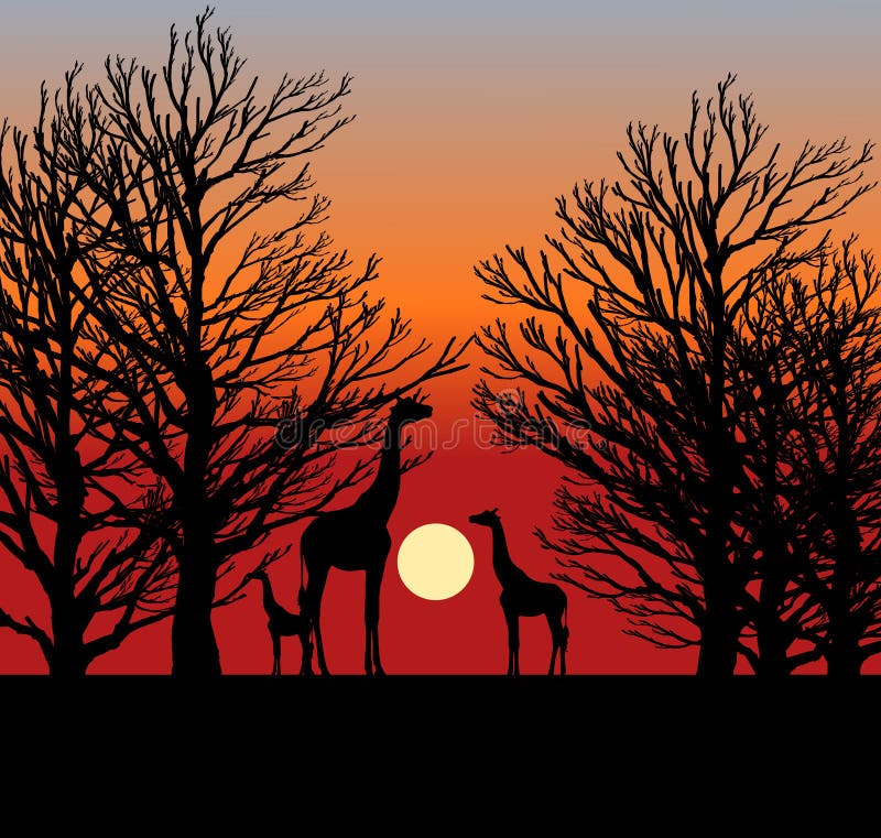 Trois girafes dans le coucher du soleil en Afrique illustration de vecteur Trois girafes dans le coucher du soleil en Afrique illustration de vecteur