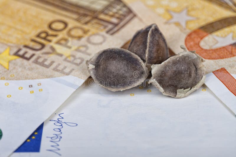 Trois graines de Moringa placées sur d'euro factures photo stock Trois graines de Moringa placées sur d'euro factures photo stock