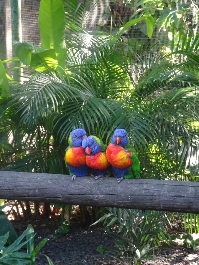 Trois lorikeets à tête bleue tropicaux sur une branche image libre de droits Trois lorikeets à tête bleue tropicaux sur une branche image libre de droits