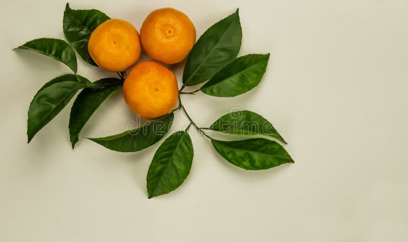 Trois mandarines avec les feuilles vertes photo stock Trois mandarines avec les feuilles vertes photo stock