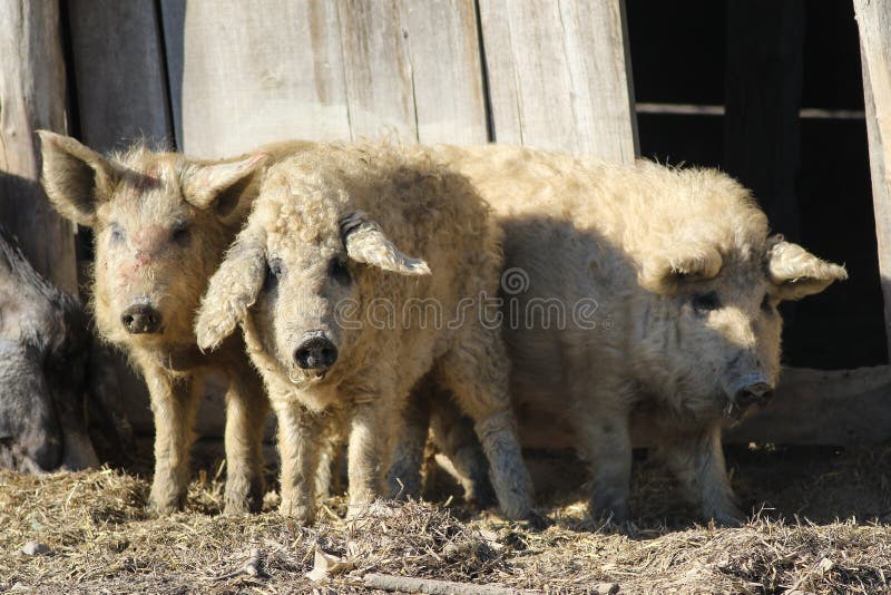 Trois Mangalica une race hongroise de porc domestique
