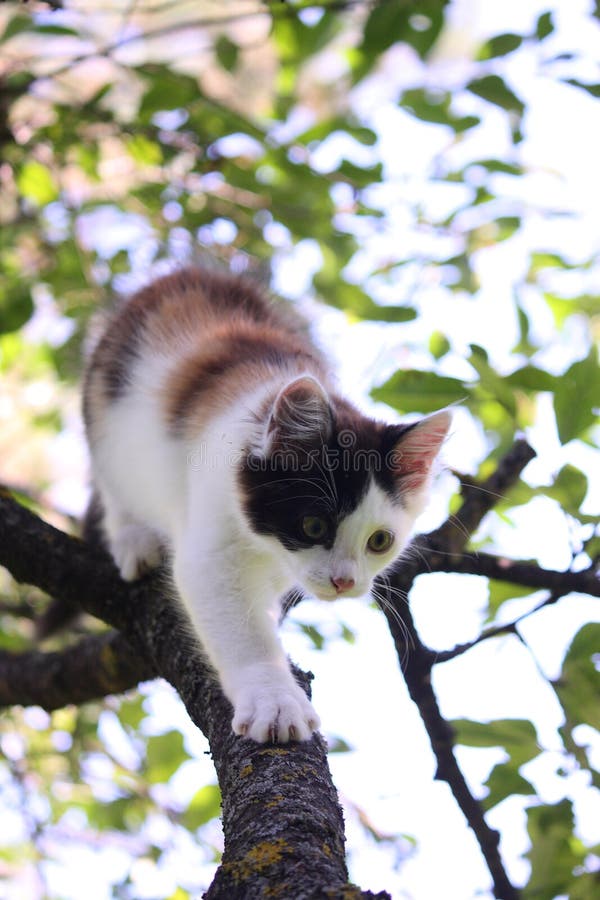Trois mignons ont coloré le chaton s'élevant sur l'arbre photos stock Trois mignons ont coloré le chaton s'élevant sur l'arbre photos stock