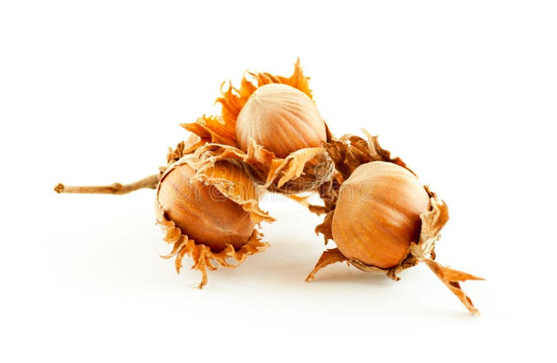 Trois noisettes dans les cosses photographie stock Trois noisettes dans les cosses photographie stock