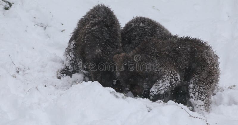 Trois oursons cherchant de la nourriture dans un pré entouré de forêt dans les montagnes des carpates dans une très belle journée banque de vidéos