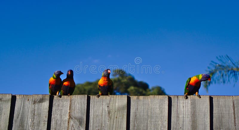 Trois perruches sur la barrière en bois photographie stock Trois perruches sur la barrière en bois photographie stock