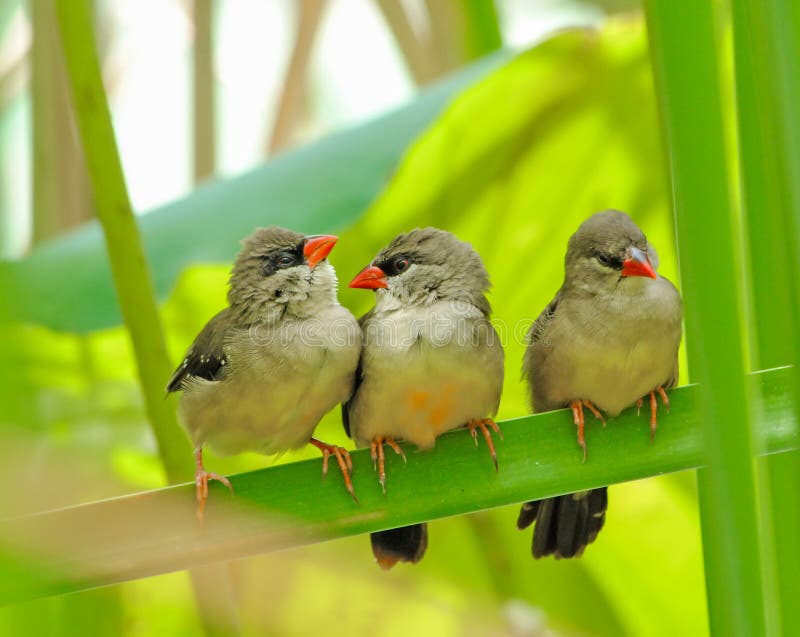 Trois plus jeunes oiseaux photographie stock Trois plus jeunes oiseaux photographie stock