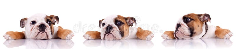 Trois poses d'un chiot anglais de bouledogue photos libres de droits Trois poses d'un chiot anglais de bouledogue photos libres de droits