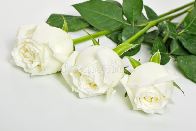 Trois roses blanches image stock. Image du roses, fond - 21434725