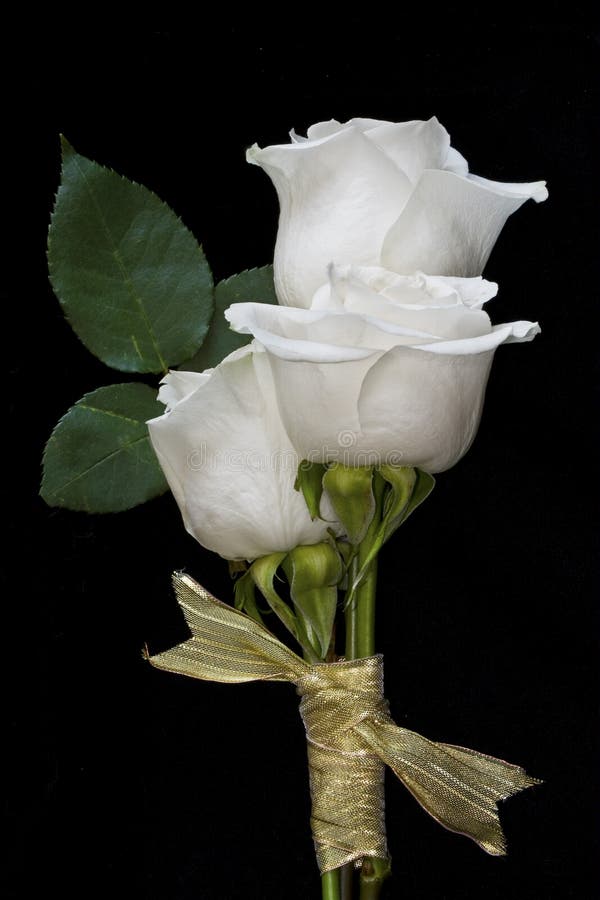Trois roses blanches image stock. Image du noir, amour - 8187487