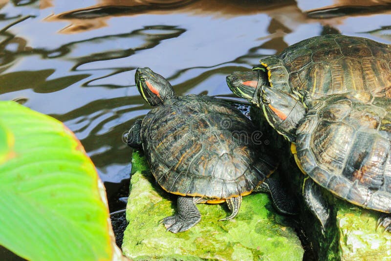 Trois tortues de l'eau se reposent sur le rivage de l'étang photographie stock Trois tortues de l'eau se reposent sur le rivage de l'étang photographie stock