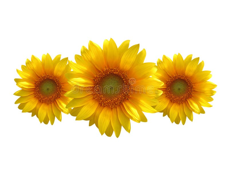 Trois tournesols images libres de droits Trois tournesols images libres de droits