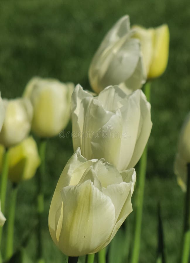 Trois tulipes blanches avec Hue jaune photographie stock libre de droits Trois tulipes blanches avec Hue jaune photographie stock libre de droits