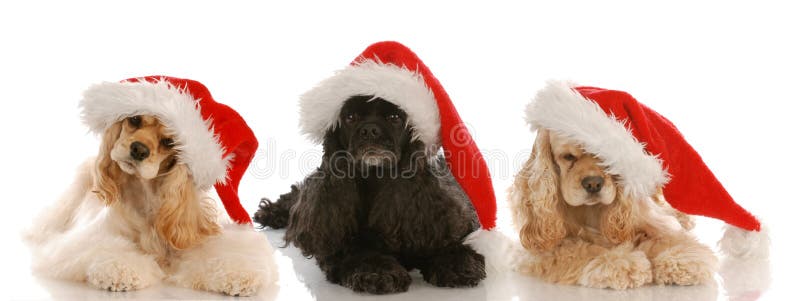 Trois épagneuls de cocker de Noël image libre de droits Trois épagneuls de cocker de Noël image libre de droits