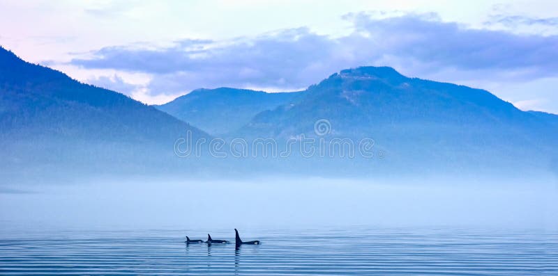 Trois épaulards en montagne aménagent en parc à l'île de Vancouver photo libre de droits Trois épaulards en montagne aménagent en parc à l'île de Vancouver photo libre de droits