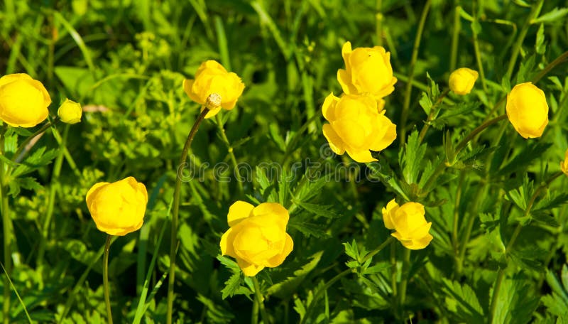 Trollius europaeus