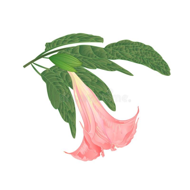 Tromba medicinale del ` s di angelo di rosa del fiore dei suaveolens di Brugmansia su un fondo bianco royalty illustrazione gratis Tromba medicinale del ` s di angelo di rosa del fiore dei suaveolens di Brugmansia su un fondo bianco royalty illustrazione gratis