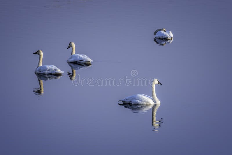 Trumpeter Swan Pairs and Blue Sky Reflected in Mirror Calm Water. Trumpeter Swan Pairs and Blue Sky Reflected in Mirror Calm Water