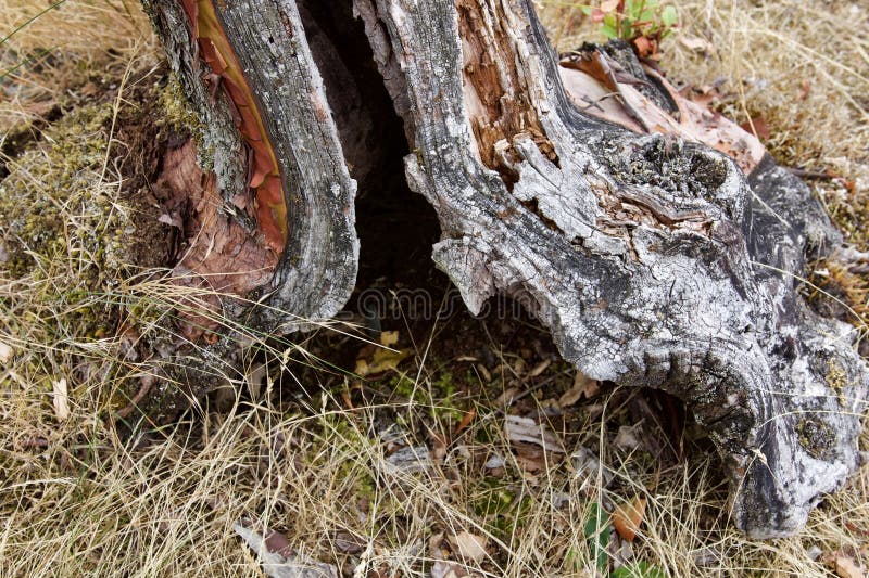 Hollow trunk of a damaged Arbutus tree growing on a dry bluff, Saanich Inlet, Vancouver Island, British Columbia. Hollow trunk of a damaged Arbutus tree growing on a dry bluff, Saanich Inlet, Vancouver Island, British Columbia
