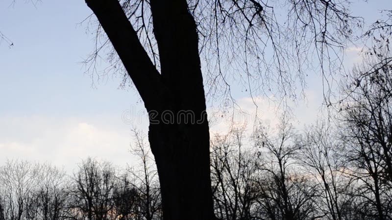 Tronc d'arbre et branches minces sur un fond de ciel bleu