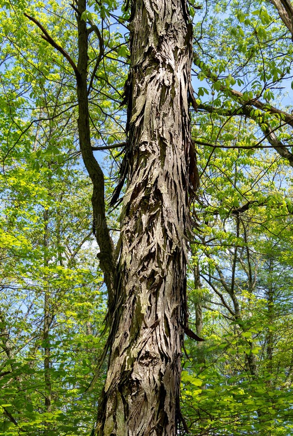 Tronc d'arbre d'hickory de Shagbark image libre de droits Tronc d'arbre d'hickory de Shagbark image libre de droits
