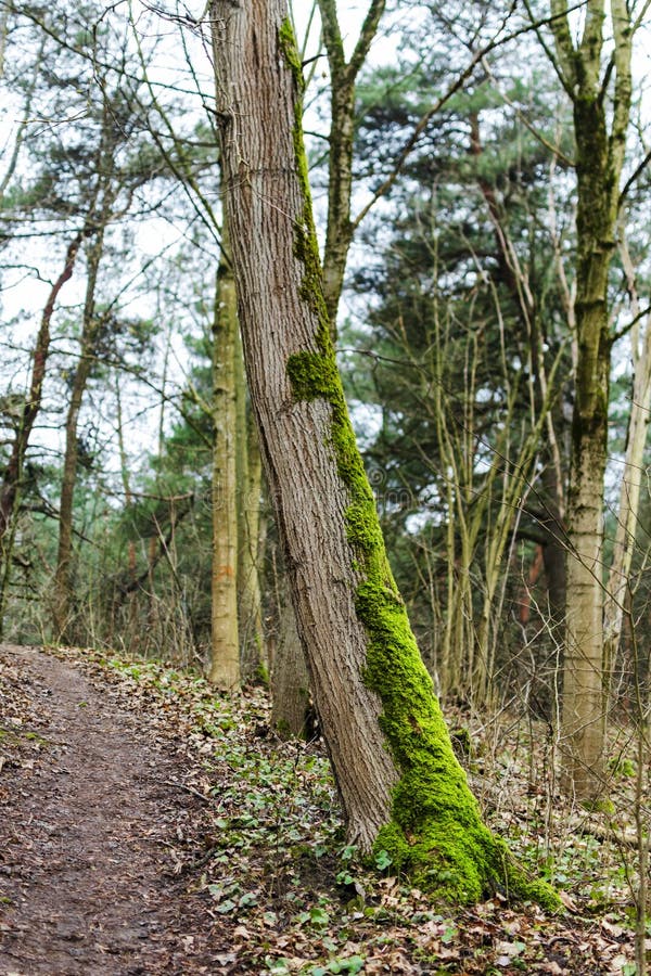 Tronc d'arbre mossed dans la réserve de paysage karoliniskes à Vilnius photos libres de droits