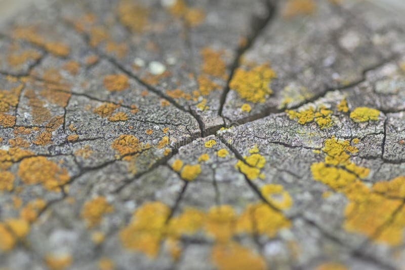 Tronc d'arbre météo avec fissures et lichen jaune dans Macro Symbole de désintégration naturelle et texture organique. Cette photo macro de closeup révèle la texture captivante d'un vieux tronc d'arbre météo accentué par des fissures radiales profondes et des grappes de lichen jaune vif. L'interaction entre les crevasses tranchantes et la croissance organique molle du lichen saisit le contraste entre la décomposition et la résilience et la transformation de la vie. Les détails complexes et la palette de couleurs naturelles évoquent les thèmes du vieillissement temporel et des cycles écologiques. Idéal pour l'utilisation dans des projets environnementaux des supports éducatifs ou des contextes artistiques et de conception axés sur les microcosmes de natures.