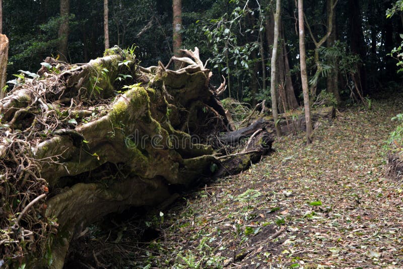 Tronc d'un vieux figuier énorme tombé dans une forêt brumeuse dans Monteverde Costa Rica images stock Tronc d'un vieux figuier énorme tombé dans une forêt brumeuse dans Monteverde Costa Rica images stock