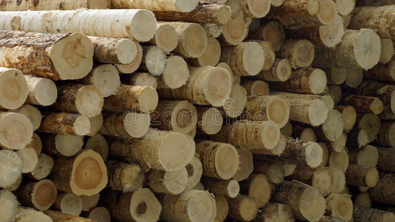 tronchi immagini stock libere da diritti tronchi immagini stock libere da diritti