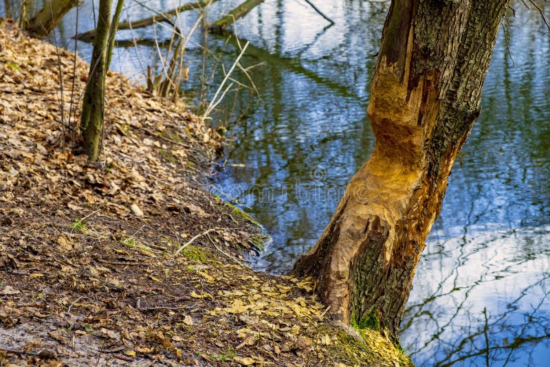 Tree trunks freshly undercut by Eurasian beavers - latin Castor fiber - in mixed European forest thicket and wetlands at the Czarna river nature reserve in Mazovia region of Poland in early spring season. Tree trunks freshly undercut by Eurasian beavers - latin Castor fiber - in mixed European forest thicket and wetlands at the Czarna river nature reserve in Mazovia region of Poland in early spring season