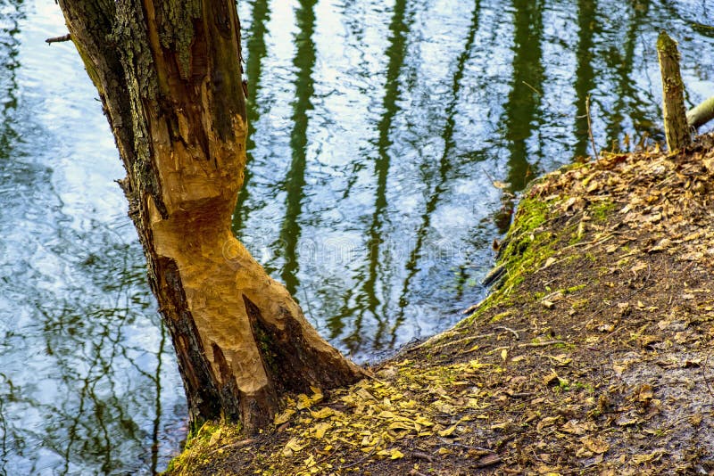 Tree trunks freshly undercut by Eurasian beavers - latin Castor fiber - in mixed European forest thicket and wetlands at the Czarna river nature reserve in Mazovia region of Poland in early spring season. Tree trunks freshly undercut by Eurasian beavers - latin Castor fiber - in mixed European forest thicket and wetlands at the Czarna river nature reserve in Mazovia region of Poland in early spring season