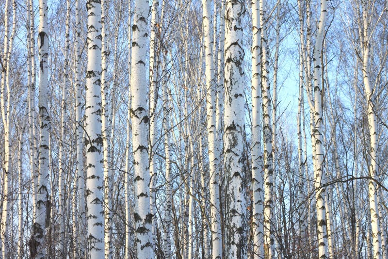 Tronchi degli alberi di betulla in betulla-legno fotografia stock Tronchi degli alberi di betulla in betulla-legno fotografia stock