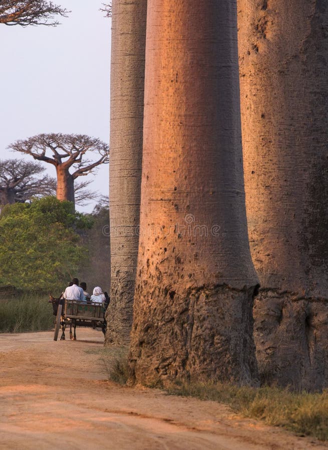 Tronchi del baobab immagini stock libere da diritti Tronchi del baobab immagini stock libere da diritti
