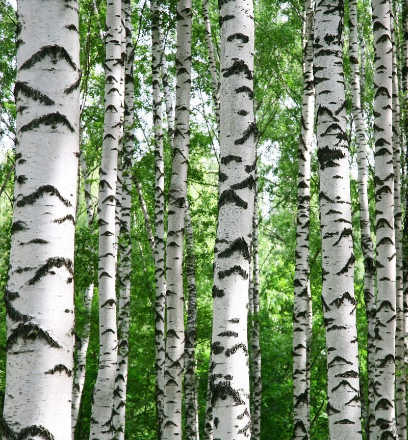 Tronchi della betulla bianca nella foresta soleggiata di estate immagini stock Tronchi della betulla bianca nella foresta soleggiata di estate immagini stock