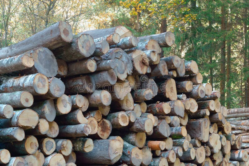 Tronchi di albero abbattuti, ceppi impilati sopra a vicenda, disboscamento, disboscamento immagini stock libere da diritti Tronchi di albero abbattuti, ceppi impilati sopra a vicenda, disboscamento, disboscamento immagini stock libere da diritti